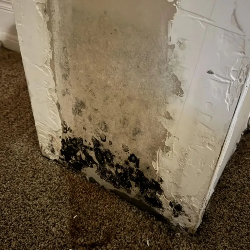 Professional Mold Removal in Stony Point, NC